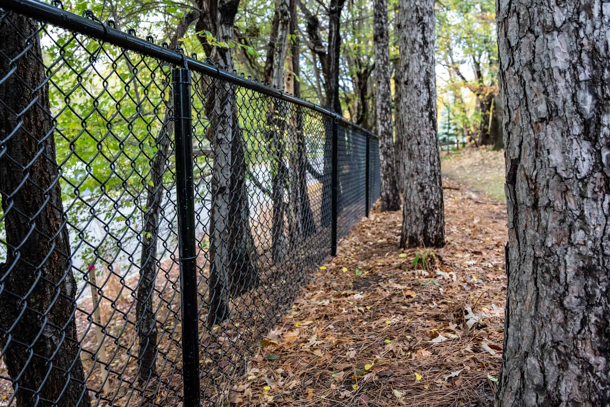 chain link fencing through trees