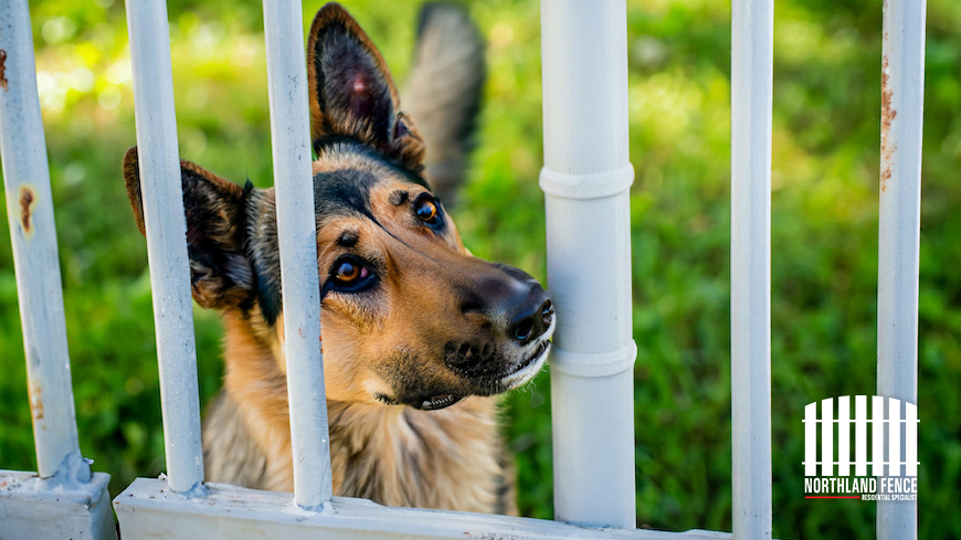 best fencing for dogs